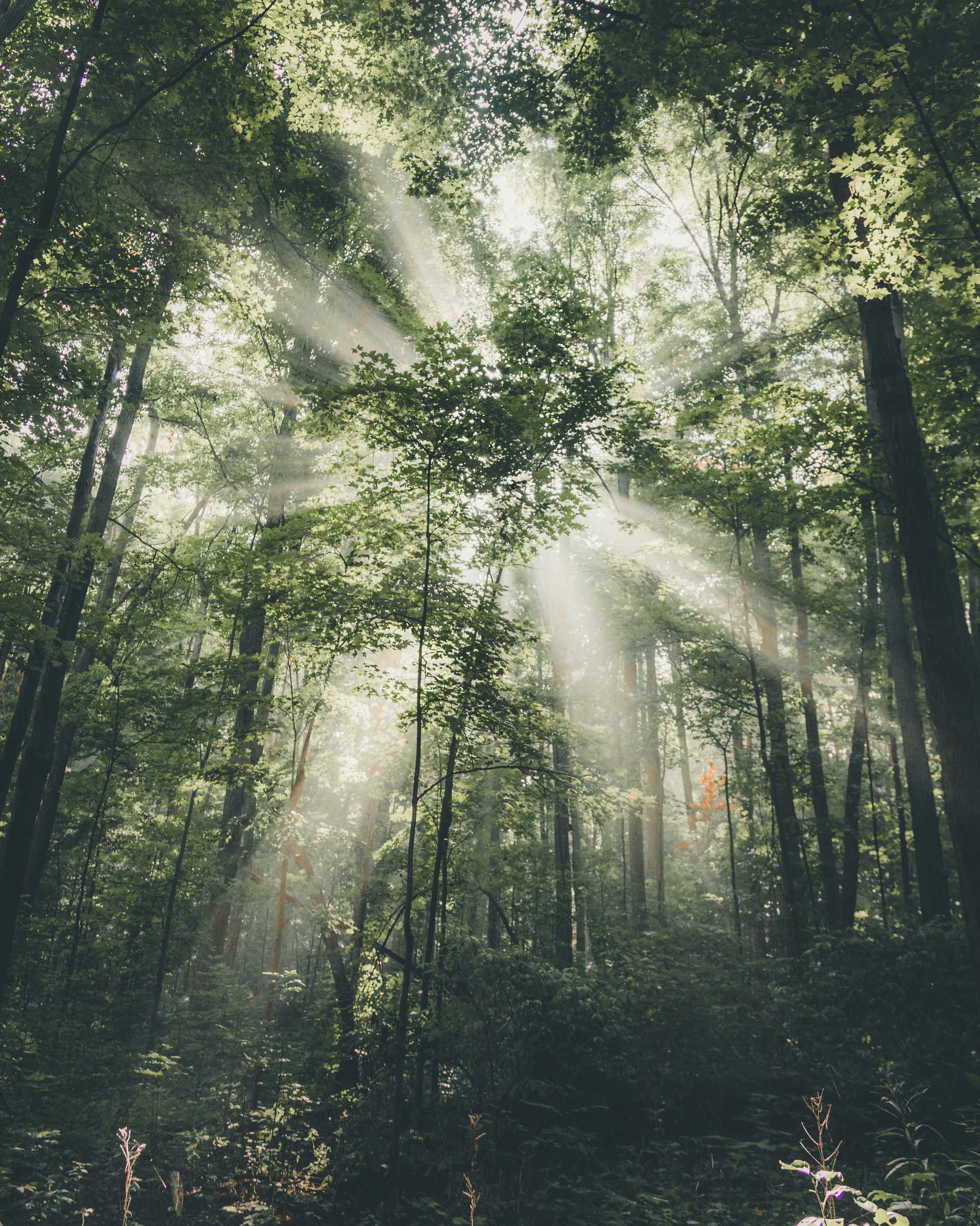 Sunlight through trees